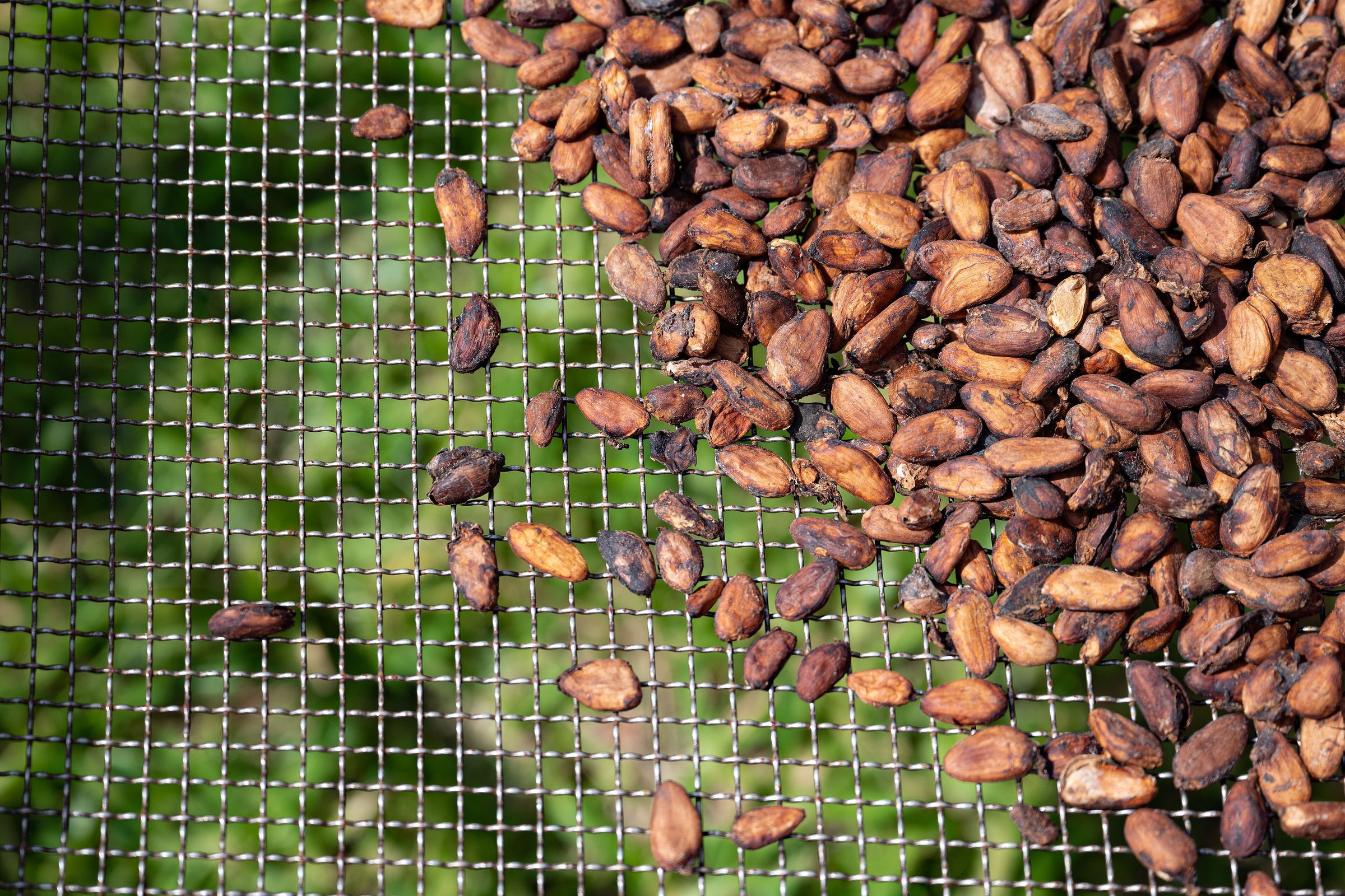 Fèves de cacao, Soubré